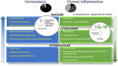 Johnny on the Spot-Chronic Inflammation Is Driven by HMGB1